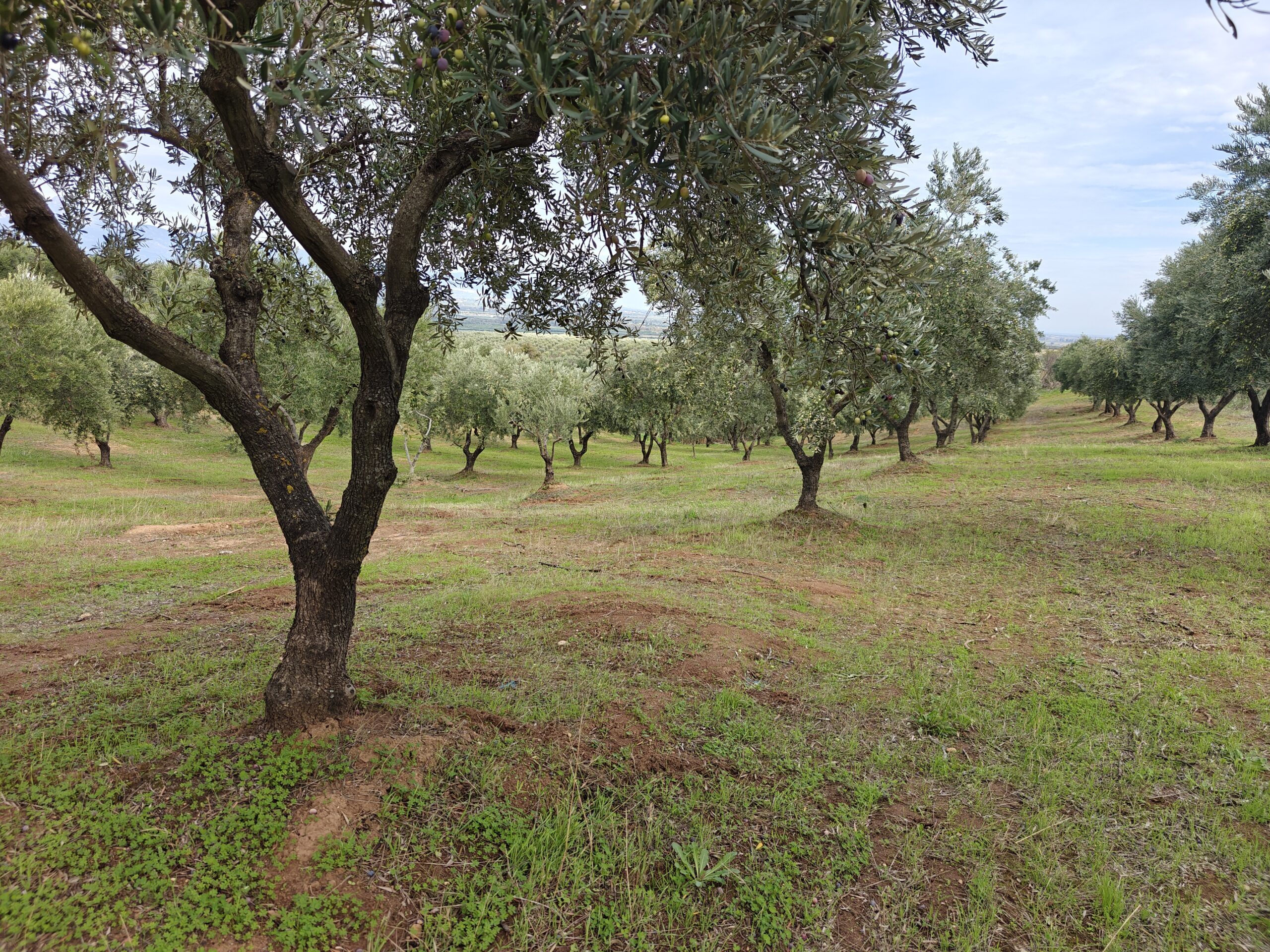 Uliveto a Spezzano Albanese